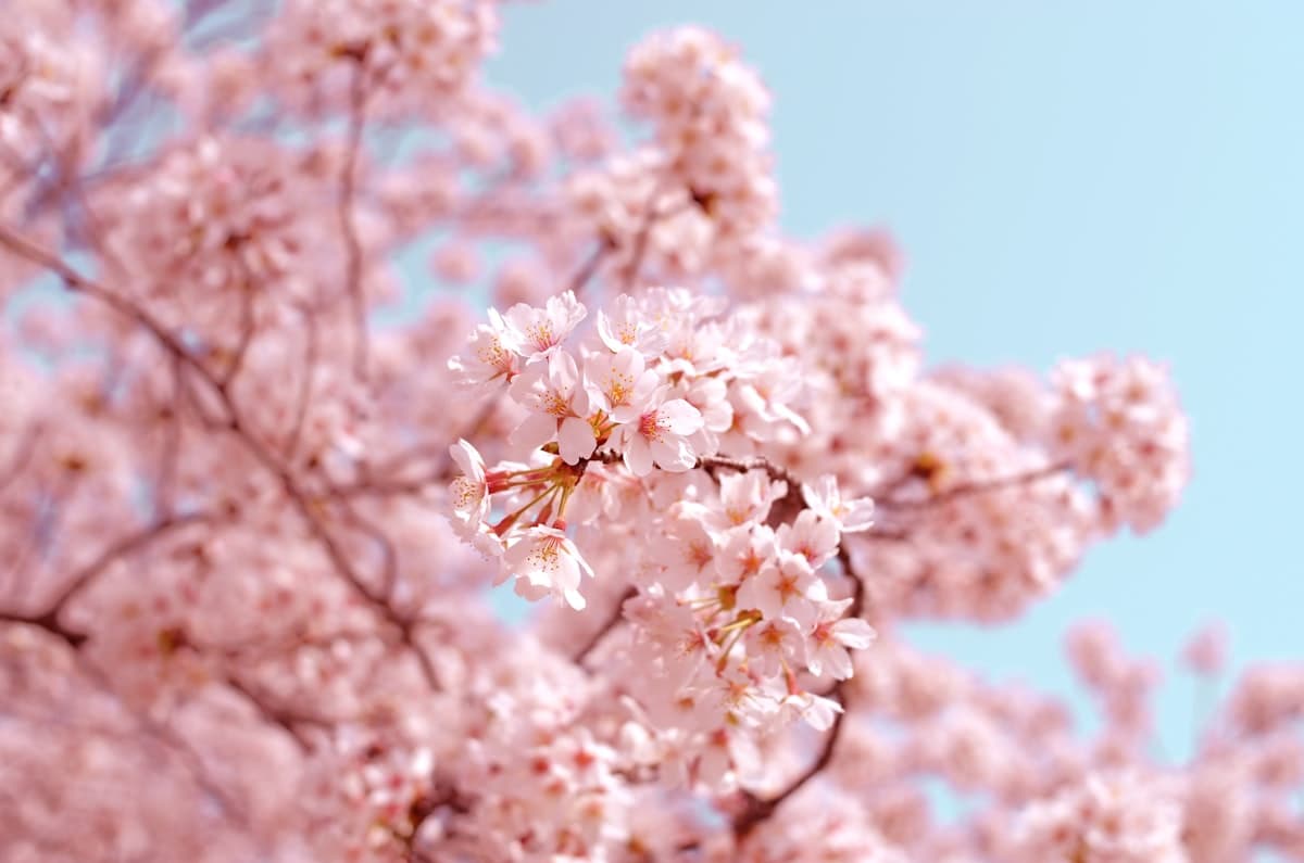 When to Visit Korea: Season-by-Season Casino & Travel Guide